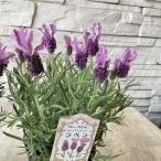 フレンチラベンダー ラベラ　ディープピンク　10.5cmポット