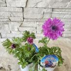  ветреница корончатая poruto двойной 3 размер pot 