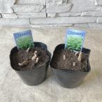 . ввод naruko лилия 3.5 размер pot 