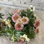  Margaret s mash pi- Cheer i3.5 размер pot 