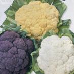 [ овощи рассада ] цветная капуста рассада можно выбрать 3 цвет 