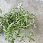  super бурачок frosty. - Night 3.5 размер pot 