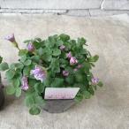 . -слойный . oxalis pompon3.5 размер pot 