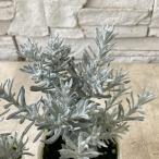 ヘリクリサムシルバーパティオ3寸ポット