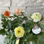 la наан kyula слаксы можно выбрать!13 вид 