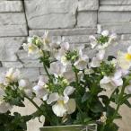 ネメシア小春3.5寸ポット