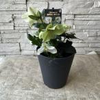  морозник лед. роза белый 5 размер горшок 