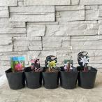 olientaru лилия можно выбрать!5 вид 3.5 размер 