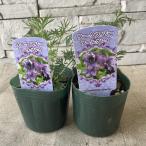 ラークスパー　アールグレイ 3寸ポ�