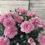 【母の日ギフト】カーネーション　アプリシア ７寸鉢