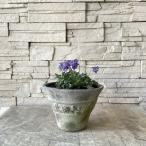  viola reti керамика растение в горшке 