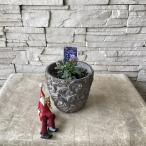  viola .. Star керамика растение в горшке 