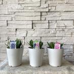  гиацинт 4 лампочка ..5 размер горшок 