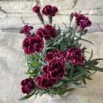 ショッピングカーネーション 【見切品　葉数が少ない】ガーデンカーネーション　ビバマゼンタ　 3.5寸ポット