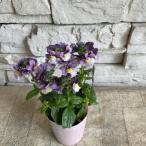 ネメシアブルーバイカラー2.2寸ポット