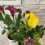  цвет 5 размер горшок 