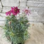  Margaret Princess Tiara 3 размер pot 