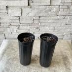 [ овощи рассада ]aspala большой АО 10.5cm длинный pot 