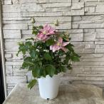 【見切品　開花花無し】クレマチス　リトル・マーメイド　6寸鉢