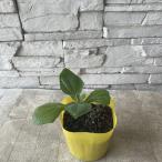 ya- темно синий 3.5 размер pot 