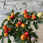 5 цвет tougalasi3.5 размер pot 