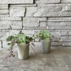  Greco ma красный вынос руля 2.5 размер pot 