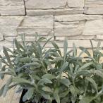  износ kli Sam Cyan s che ni cam 3 размер pot 