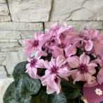  копирование цикламен персидский i дракон jia розовый Latte 5 размер горшок 