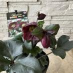 クリスマスローズ　氷の薔薇　バローロ 5寸鉢