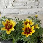 hitens двойной passion 