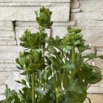 la наан kyulas зеленый 