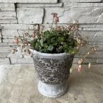 カランコエ　フィフィ　陶器鉢植え