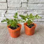  сельдерей рассада 3 размер pot 