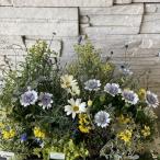 [ сам произведение ..... цветок рассада комплект ] голубой зеленый. натуральный ....