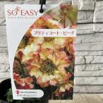 geum(seiyou дайкон saw )pliti пальто pi-chi