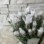  French лаванда чисто-белый 