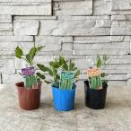 [ овощи рассада ].. есть Голландия большой .