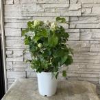 クレマチス　ベルオブウォーキング 6寸鉢