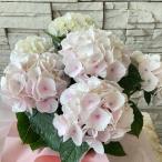 【母の日におすすめ♪】人気の紫陽花 コットンキャンディ 5号鉢
