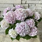 紫陽花 ハイドランジア コットンキャンディー 6寸鉢