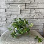 ポトス５号吊り鉢