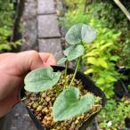 ヒメカンアオイ 姫カンアオイ 姫寒葵 青軸素心 山野草
