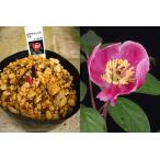 . цветок yama пион (a бегемот nayama пион )