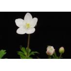  Fujiwara пик . два колеса saw Fuji waladakehime два колеса saw 