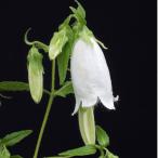  совершенно белый ho tarub черный белый лошадь 