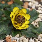 .ryu поплавок nka* двойной bronze 