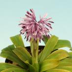 shoujoubakama.. hakama 