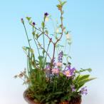 季節の山野草寄せ植えで贈る自然の彩り