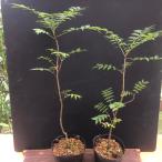カイノキ 楷樹 孔子 学校 植樹 学問の木 １ポット