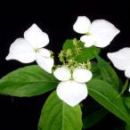 ショッピングアジサイ 金山品字 ヤマアジサイ